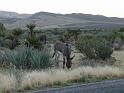 Wild burros